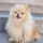 Pet Advisor