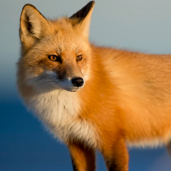 AnimalCentral