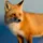AnimalCentral